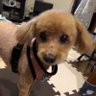 Фото профиля クッキー🐾🐩Nb