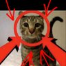 Фото профиля peanutbutterwafflecat