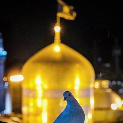 zameerzindahai's profile picture