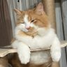 Kat profil fotoğrafı