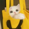 赋's profile picture