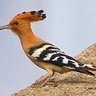 Bernard EL HADAD profil fotoğrafı