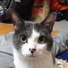 猫's profile picture