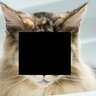 JustКіт's profile picture