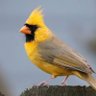 Golden Cardinal's profile picture