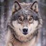 Фото профиля Lonewolf