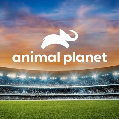 Animal Planet's profile picture
