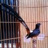 murai_batu profil fotoğrafı