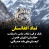 Nooragha Amini's profile picture