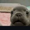 cão com fome's profile picture