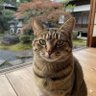 Profilbild von アンブレ・ラストン
