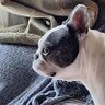 ほたる profil fotoğrafı