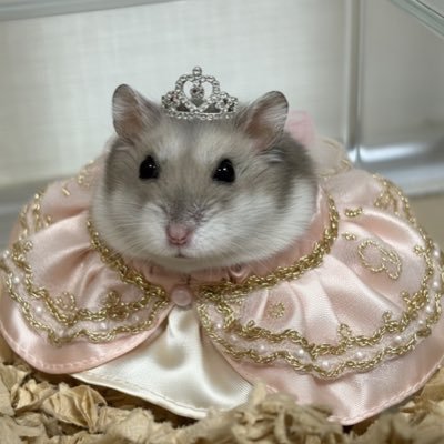 むぅ's profile picture