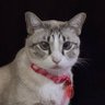 Ommie profil fotoÄrafÄą