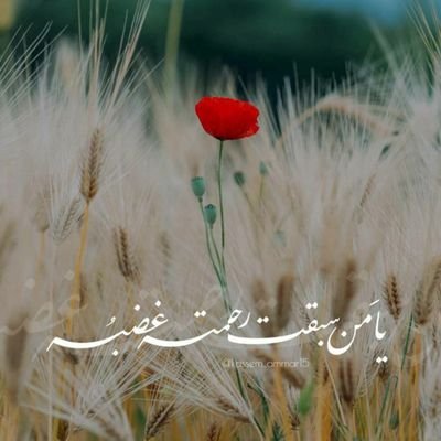 AliHadi_2405_96's profile picture