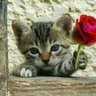 กนกศักดิ์ profil fotoğrafı