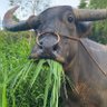 Vaibhav's profile picture