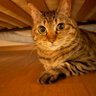 とみー profil fotoğrafı