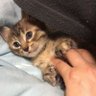 Profilbild von さくちゃん