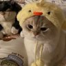 Фото профиля ไม่สบอารมณ์เลยค่ะ 🐾
