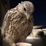 خالد الوسيدي 的头像