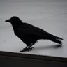 鬼灯ハツ's profile picture