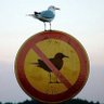 C14H10BrN3O's profile picture