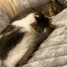 ねこかわいい profil fotoğrafı