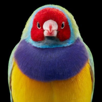 andrikeloss's profile picture