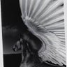 pascal pegaz paquet's profile picture