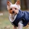 ⛰️YorkieMom⛰️'s profile picture