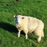 Schlafschaf, von X-Usern ernannt!'s profile picture