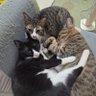 ちゅうちゅうてんてん profil fotoğrafı