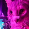 Profilbild von Cat∆💜