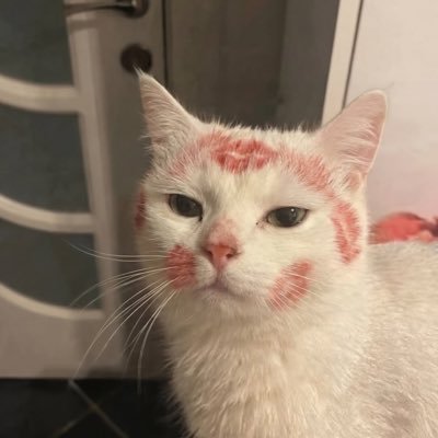 pinkcat_meow's profile picture