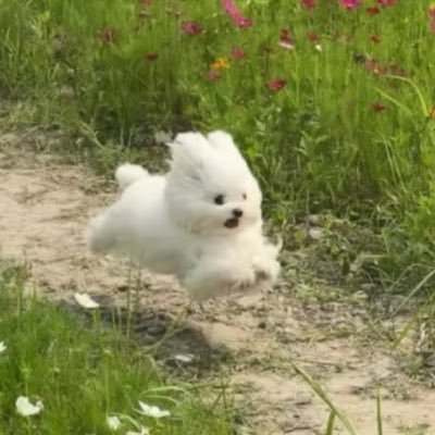Round Animals and Memes's profile picture