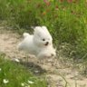 Round Animals and Memes profil fotoğrafı