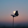 🦋's profile picture