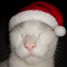 Bazil Day 🐈‍⬛ 的头像