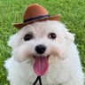 Farty profil fotoğrafı