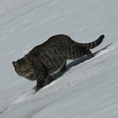 HET_183's profile picture
