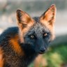 Profilbild von Reynard Magnum