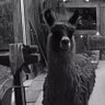 Lhama Tuiteira 🦙🍴's profile picture