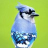 JWill954 profil fotoğrafı
