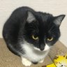 Фото профиля 朝のアーサー