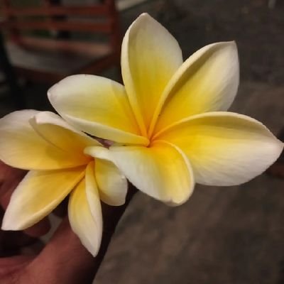 yk_pasutri's profile picture