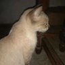 😺 Gatipelus🐈⬛🦋💜 profil fotoğrafı