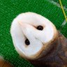 Owl's profile picture