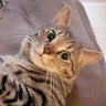猫😺いわお's profile picture