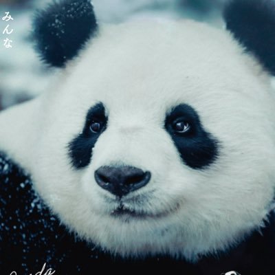映画『パンダのすごい世界』公開中🐼's profile picture